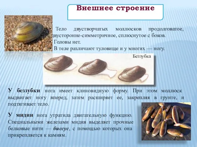 Тело двустворчатых моллюсков продолговатое, двусторонне-симметричное, сплюснутое с боков. Головы нет. В теле