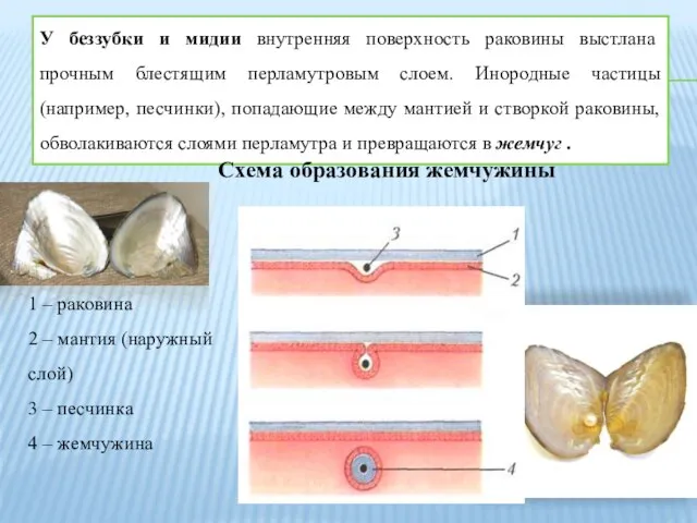 У беззубки и мидии внутренняя поверхность раковины выстлана прочным блестящим перламутровым слоем.