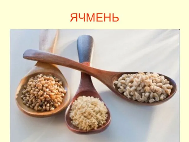 ЯЧМЕНЬ