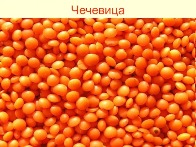 Чечевица