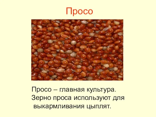 Просо Просо – главная культура. Зерно проса используют для выкармливания цыплят.