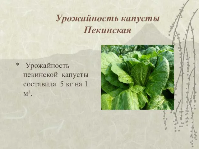 * Урожайность пекинской капусты составила 5 кг на 1 м². Урожайность капусты Пекинская