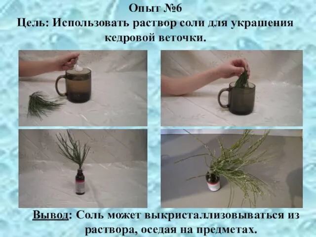 Опыт №6 Цель: Использовать раствор соли для украшения кедровой веточки. Вывод: Соль