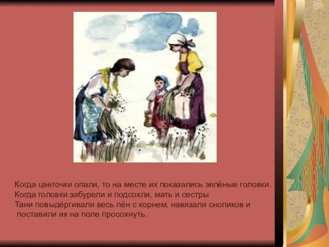 Когда цветочки опали, то на месте их показались зелёные головки. Когда головки