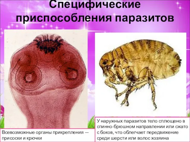 Всевозможные органы прикрепления — присоски и крючки У наружных паразитов тело сплющено