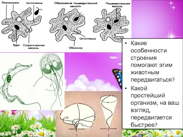 Какие особенности строения помогают этим животным передвигаться? Какой простейший организм, на ваш взгляд, передвигается быстрее?