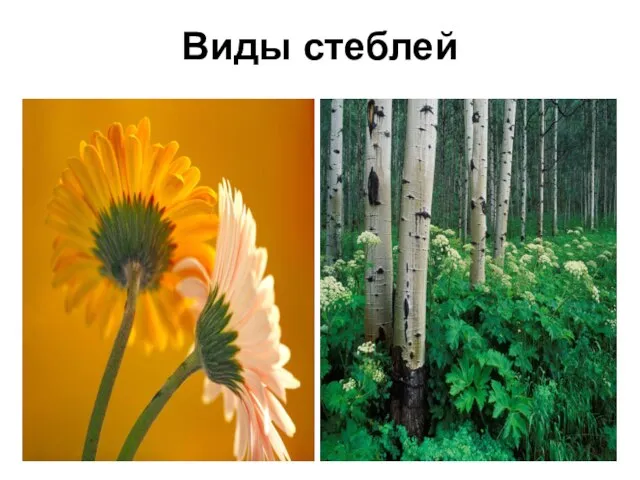 Виды стеблей