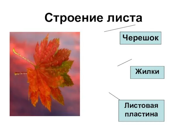 Строение листа Черешок Жилки Листовая пластина