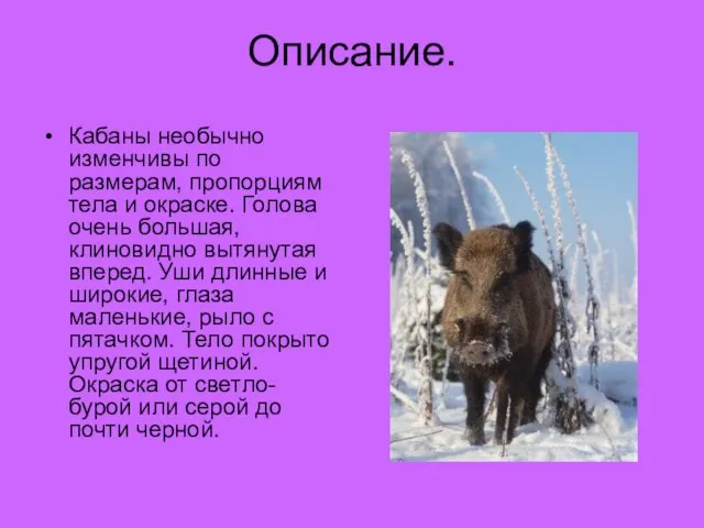 Описание. Кабаны необычно изменчивы по размерам, пропорциям тела и окраске. Голова очень