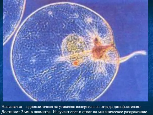 Ночесветка – одноклеточная жгутиковая водоросль из отряда динофлагеллят. Достигает 2 мм в