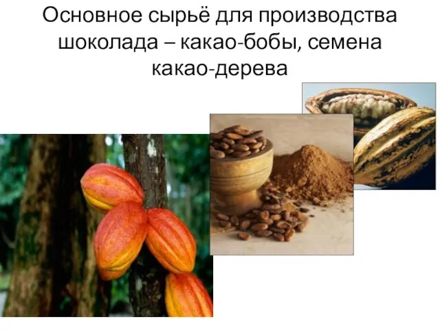 Основное сырьё для производства шоколада – какао-бобы, семена какао-дерева