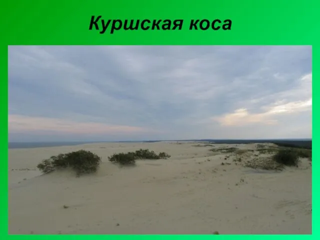 Куршская коса