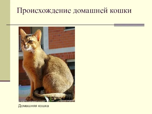 Происхождение домашней кошки Домашняя кошка