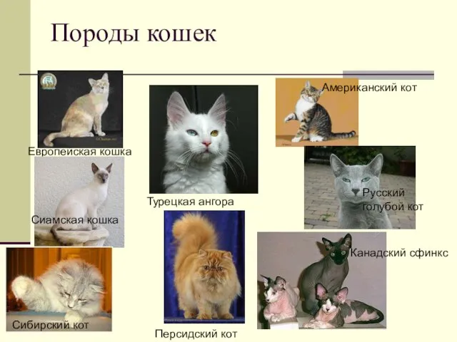 Породы кошек Европейская кошка Турецкая ангора Американский кот Сиамская кошка Персидский кот