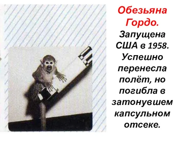 Обезьяна Гордо. Запущена США в 1958. Успешно перенесла полёт, но погибла в затонувшем капсульном отсеке.