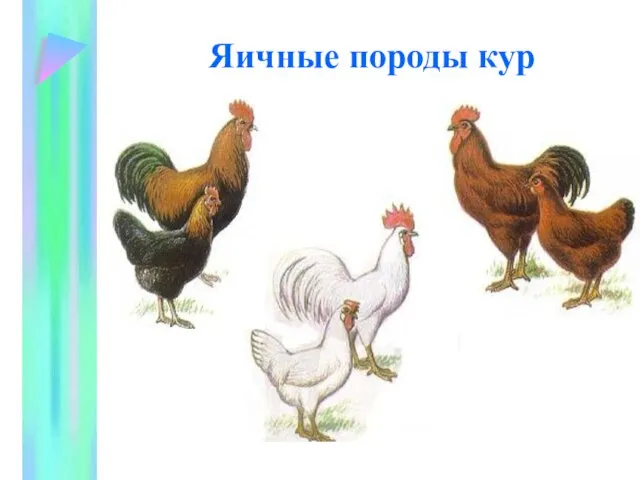 Яичные породы кур