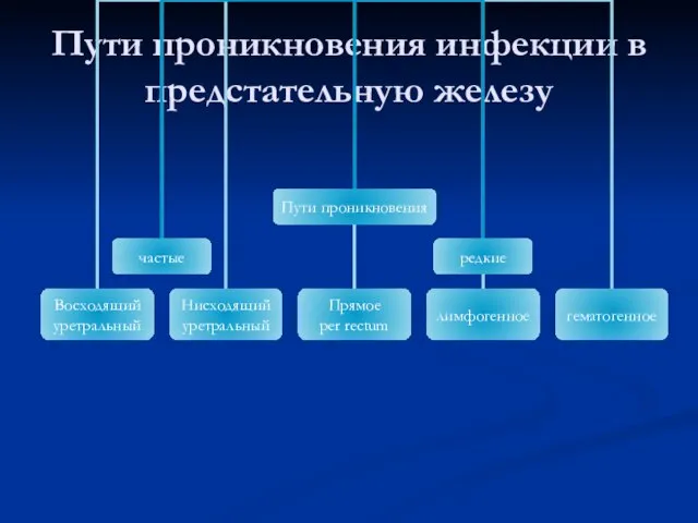 Пути проникновения инфекции в предстательную железу