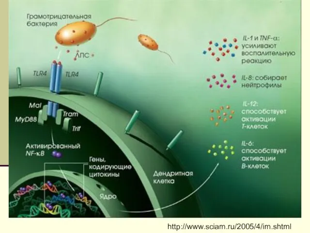 http://www.sciam.ru/2005/4/im.shtml http://www.sciam.ru/2005/4/im.shtml