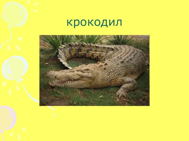 крокодил