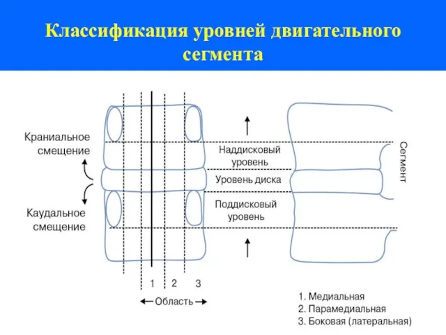 Классификация уровней двигательного сегмента