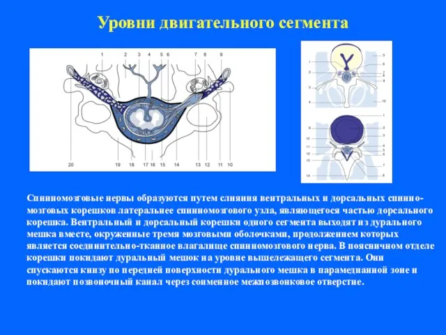 Уровни двигательного сегмента Спинномозговые нервы образуются путем слияния вентральных и дорсальных спинно-