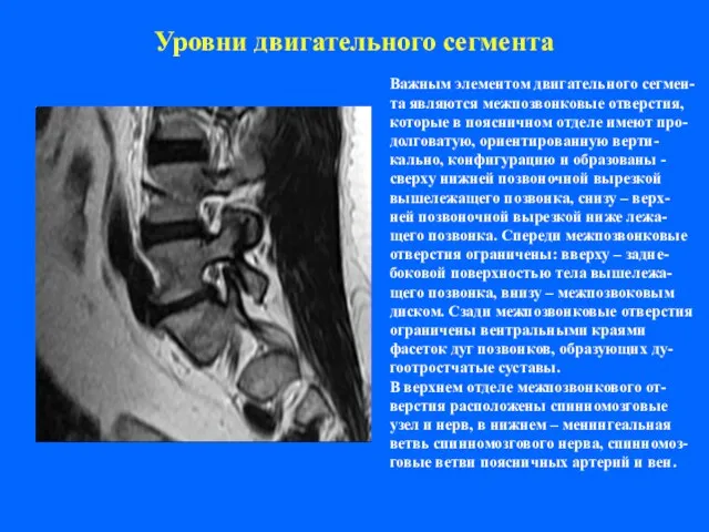 Уровни двигательного сегмента Важным элементом двигательного сегмен- та являются межпозвонковые отверстия, которые