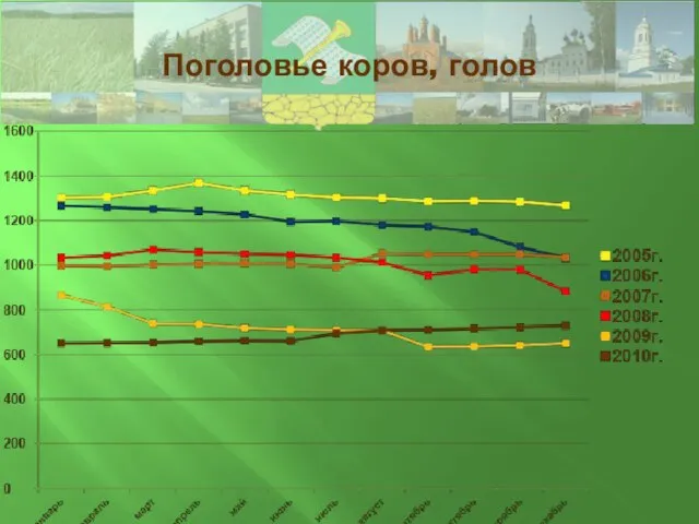 Поголовье коров, голов