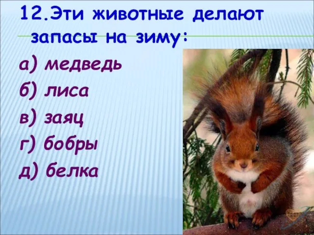 12.Эти животные делают запасы на зиму: а) медведь б) лиса в) заяц г) бобры д) белка