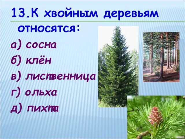 13.К хвойным деревьям относятся: а) сосна б) клён в) лиственница г) ольха д) пихта