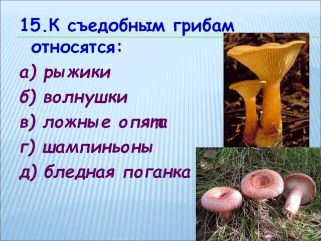 15.К съедобным грибам относятся: а) рыжики б) волнушки в) ложные опята г) шампиньоны д) бледная поганка