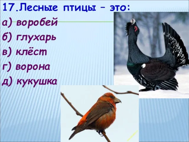 17.Лесные птицы – это: а) воробей б) глухарь в) клёст г) ворона д) кукушка