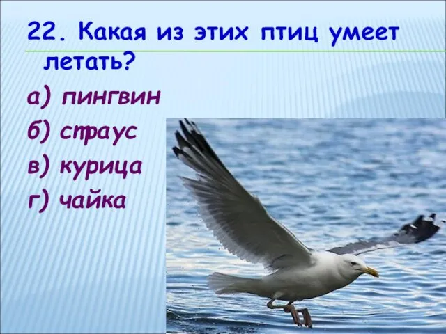 22. Какая из этих птиц умеет летать? а) пингвин б) страус в) курица г) чайка