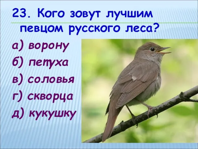 23. Кого зовут лучшим певцом русского леса? а) ворону б) петуха в)