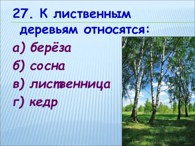 27. К лиственным деревьям относятся: а) берёза б) сосна в) лиственница г) кедр