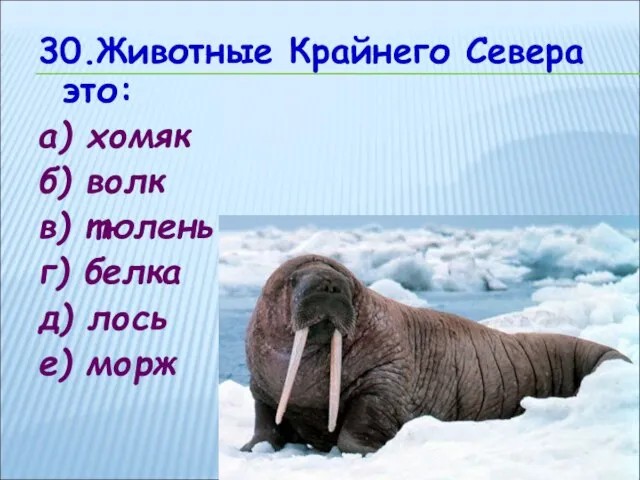 30.Животные Крайнего Севера это: а) хомяк б) волк в) тюлень г) белка д) лось е) морж