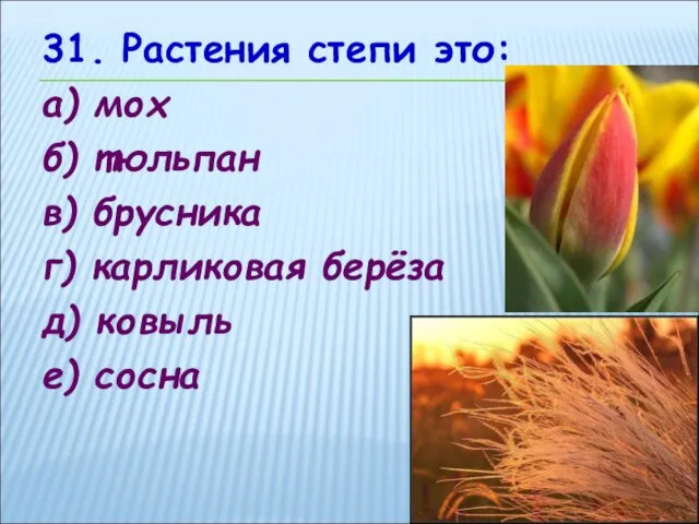 31. Растения степи это: а) мох б) тюльпан в) брусника г) карликовая