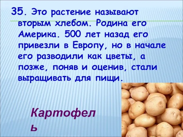 35. Это растение называют вторым хлебом. Родина его Америка. 500 лет назад