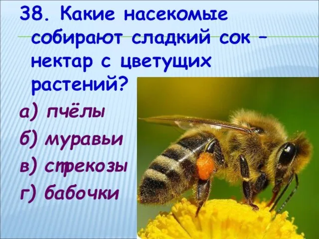 38. Какие насекомые собирают сладкий сок – нектар с цветущих растений? а)
