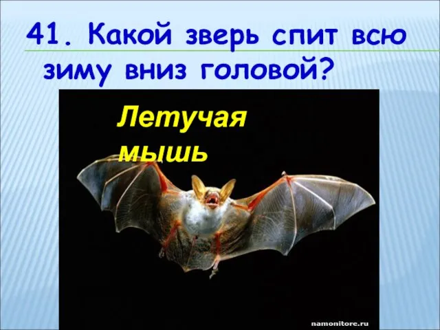 41. Какой зверь спит всю зиму вниз головой? Летучая мышь