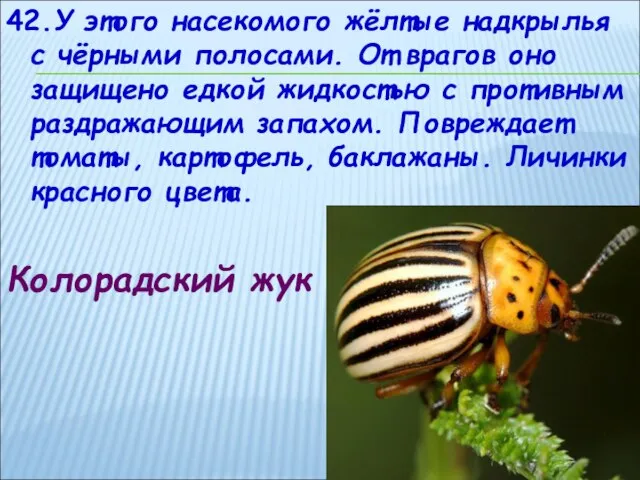 42.У этого насекомого жёлтые надкрылья с чёрными полосами. От врагов оно защищено