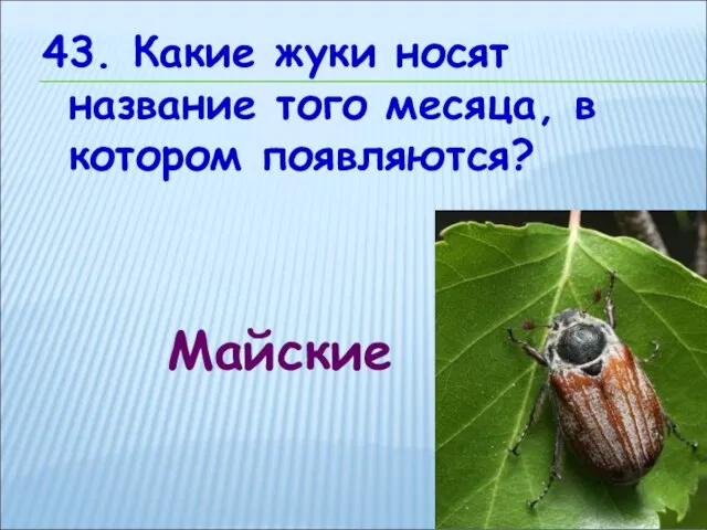 43. Какие жуки носят название того месяца, в котором появляются? Майские