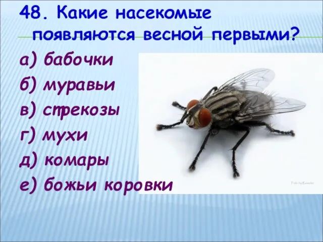 48. Какие насекомые появляются весной первыми? а) бабочки б) муравьи в) стрекозы
