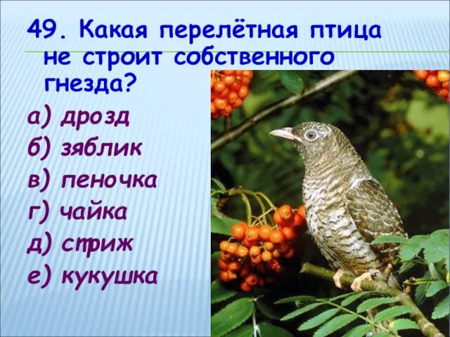 49. Какая перелётная птица не строит собственного гнезда? а) дрозд б) зяблик