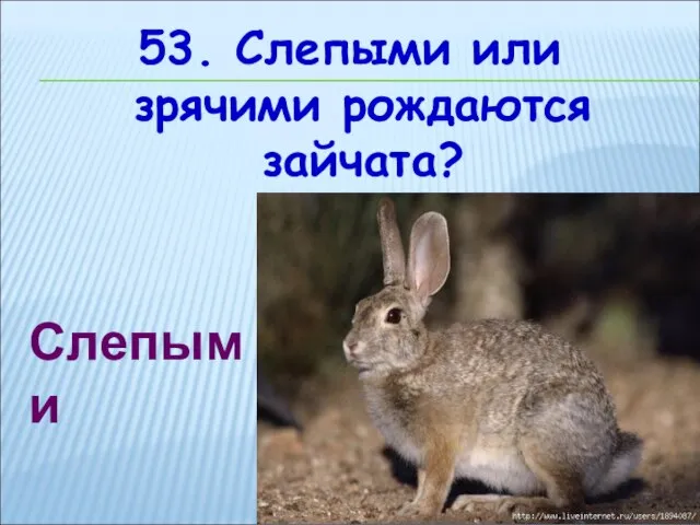 53. Слепыми или зрячими рождаются зайчата? Слепыми