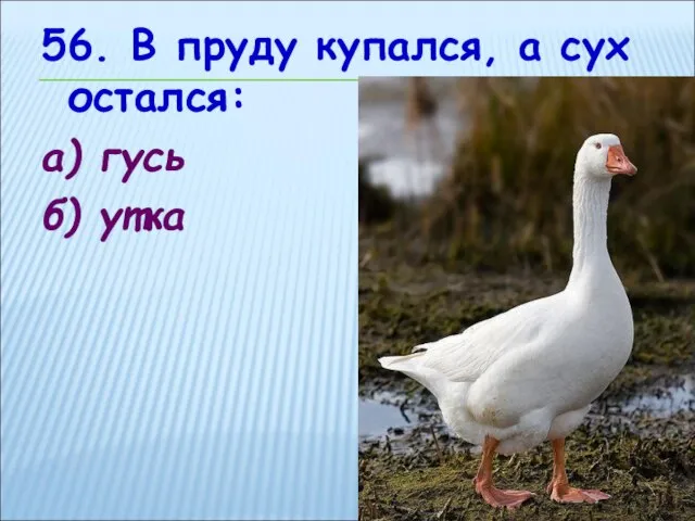 56. В пруду купался, а сух остался: а) гусь б) утка