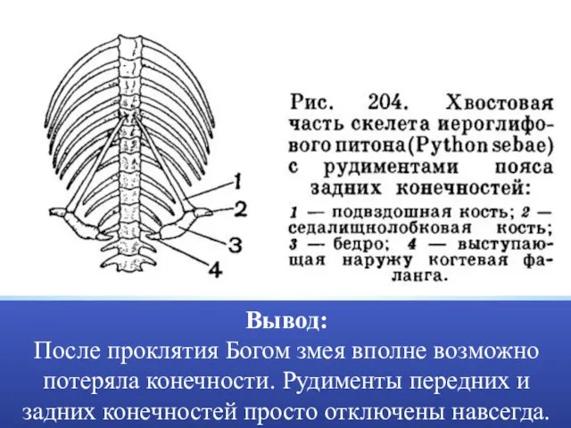 Вывод: После проклятия Богом змея вполне возможно потеряла конечности. Рудименты передних и
