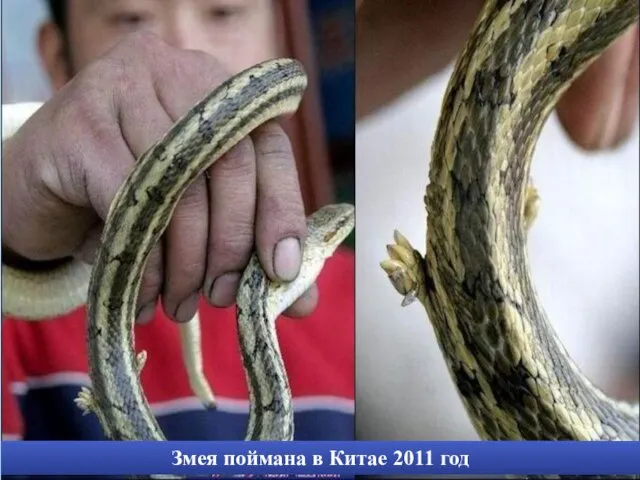 Змея поймана в Китае 2011 год