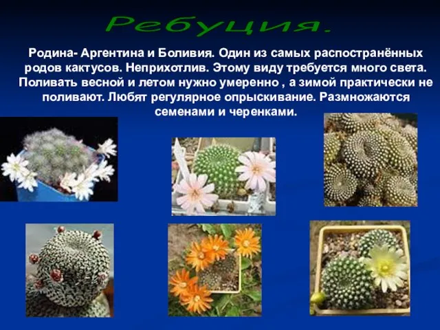 Родина- Аргентина и Боливия. Один из самых распостранённых родов кактусов. Неприхотлив. Этому