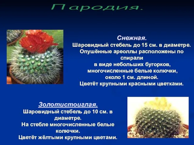 Снежная. Шаровидный стебель до 15 см. в диаметре. Опушённые ареоллы расположены по