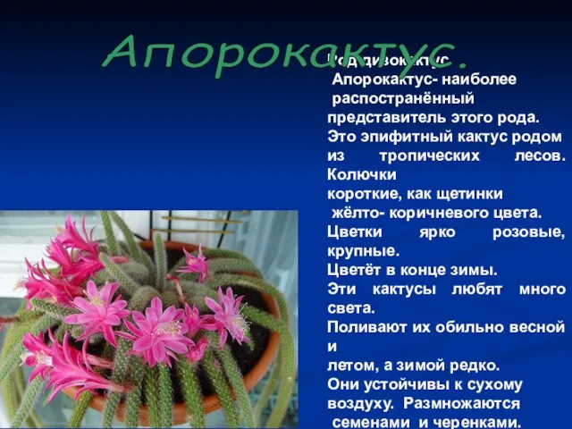 Род дизокактус. Апорокактус- наиболее распостранённый представитель этого рода. Это эпифитный кактус родом